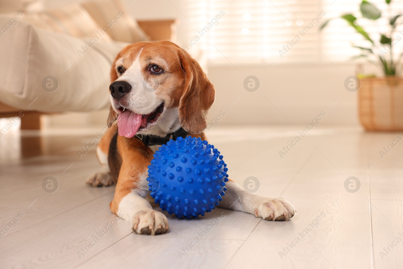 Photo of Cute dog playing with toy at home. Adorable pet