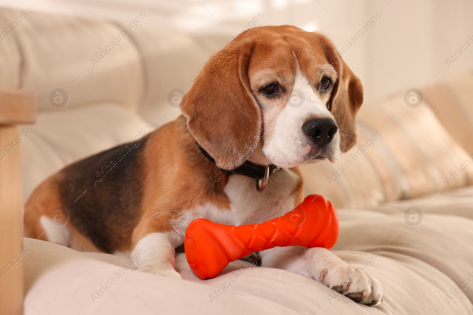 Photo of Cute dog playing with toy on sofa at home. Adorable pet