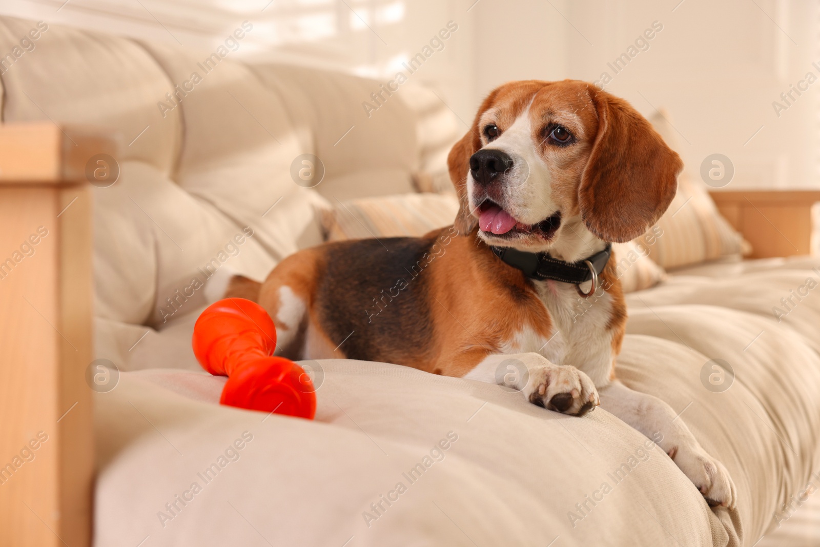 Photo of Cute dog playing with toy on sofa at home. Adorable pet