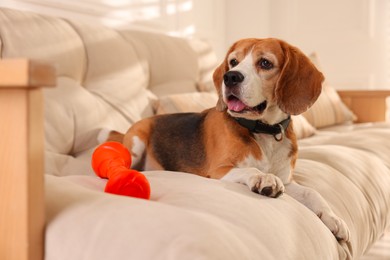 Photo of Cute dog playing with toy on sofa at home. Adorable pet