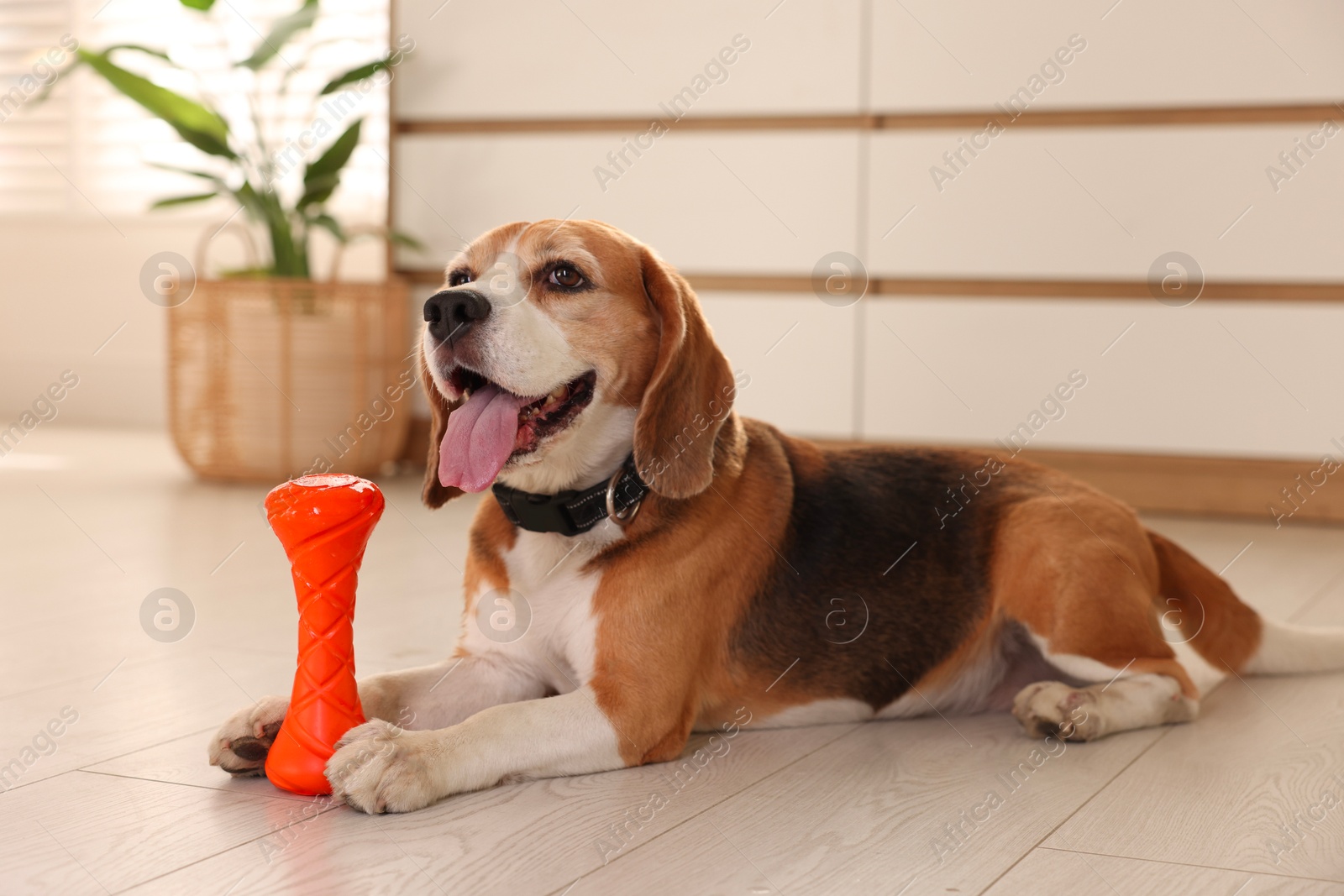 Photo of Cute dog playing with toy at home. Adorable pet