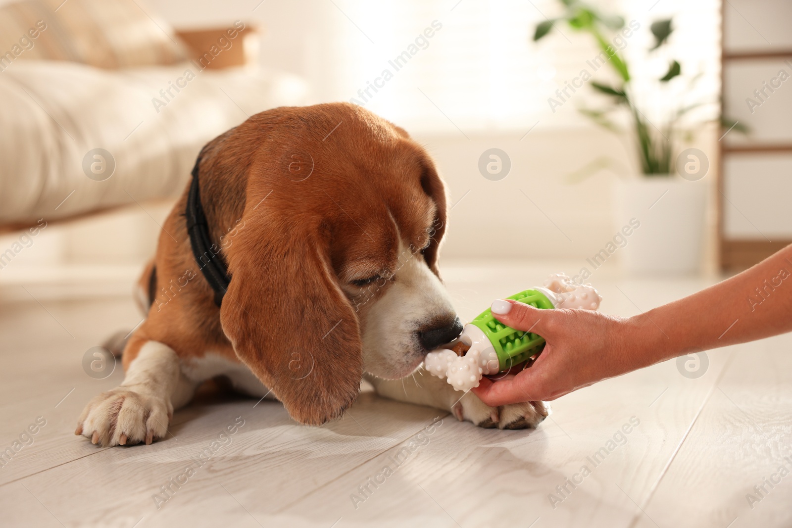 Photo of Owner giving toy to cute dog at home, closeup. Playing with pet