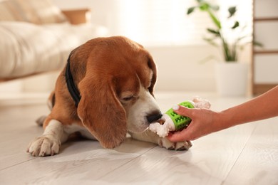 Photo of Owner giving toy to cute dog at home, closeup. Playing with pet