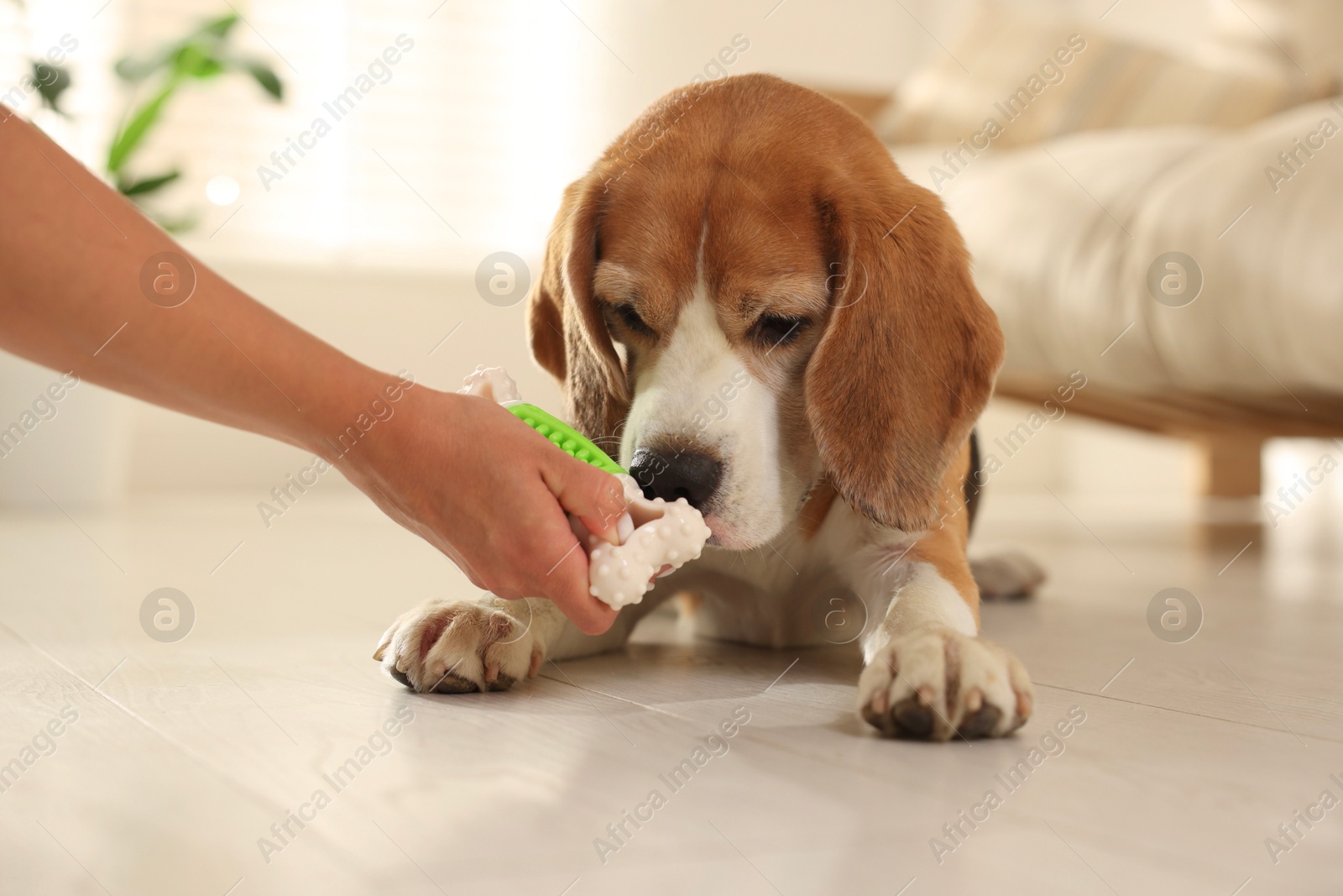 Photo of Owner giving toy to cute dog at home, closeup. Playing with pet