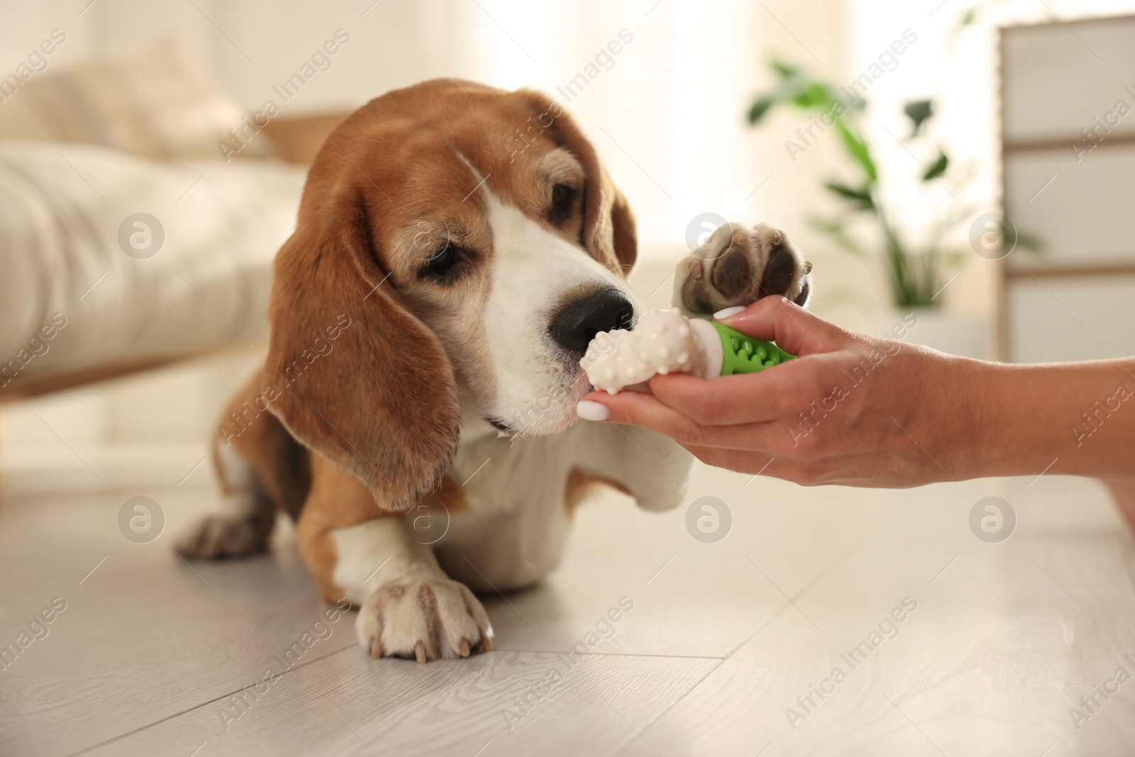 Photo of Owner giving toy to cute dog at home, closeup. Playing with pet