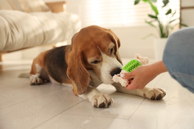 Photo of Owner giving toy to cute dog at home, closeup. Playing with pet