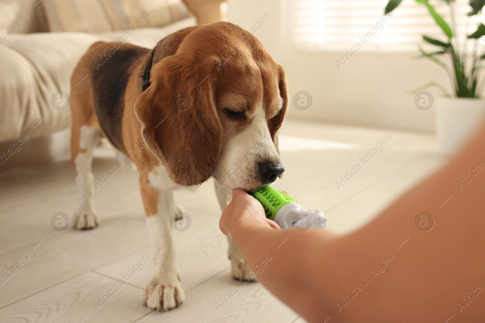 Photo of Owner giving toy to cute dog at home, closeup. Playing with pet