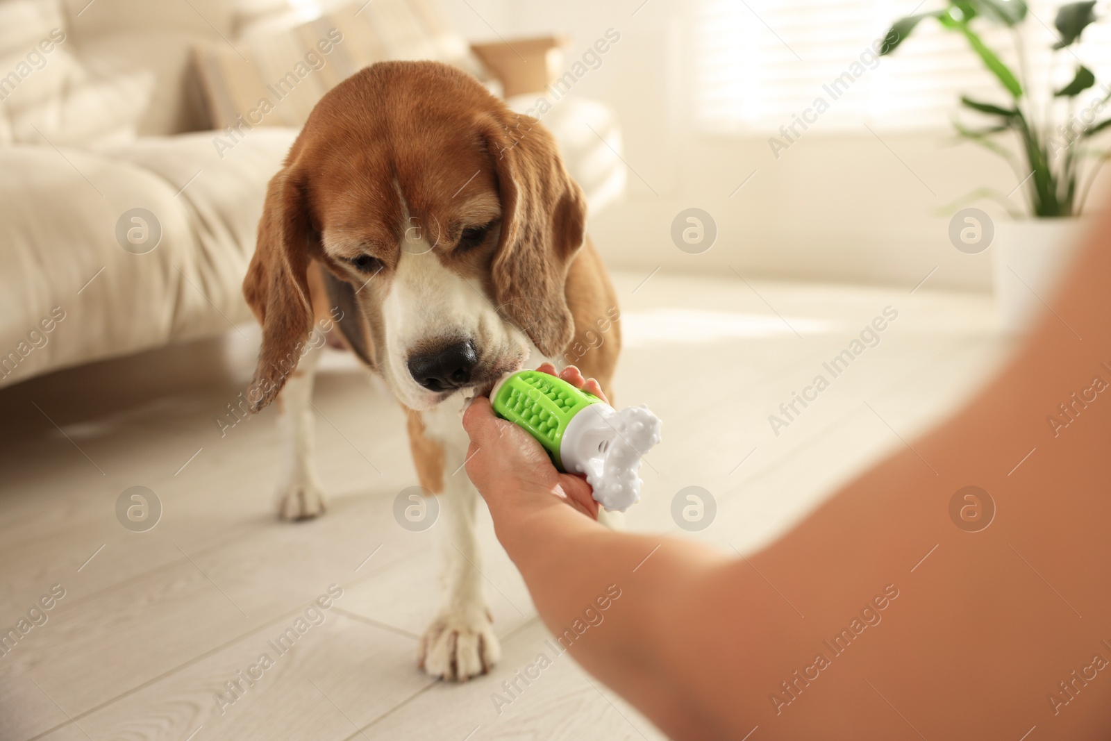 Photo of Owner giving toy to cute dog at home, closeup. Playing with pet