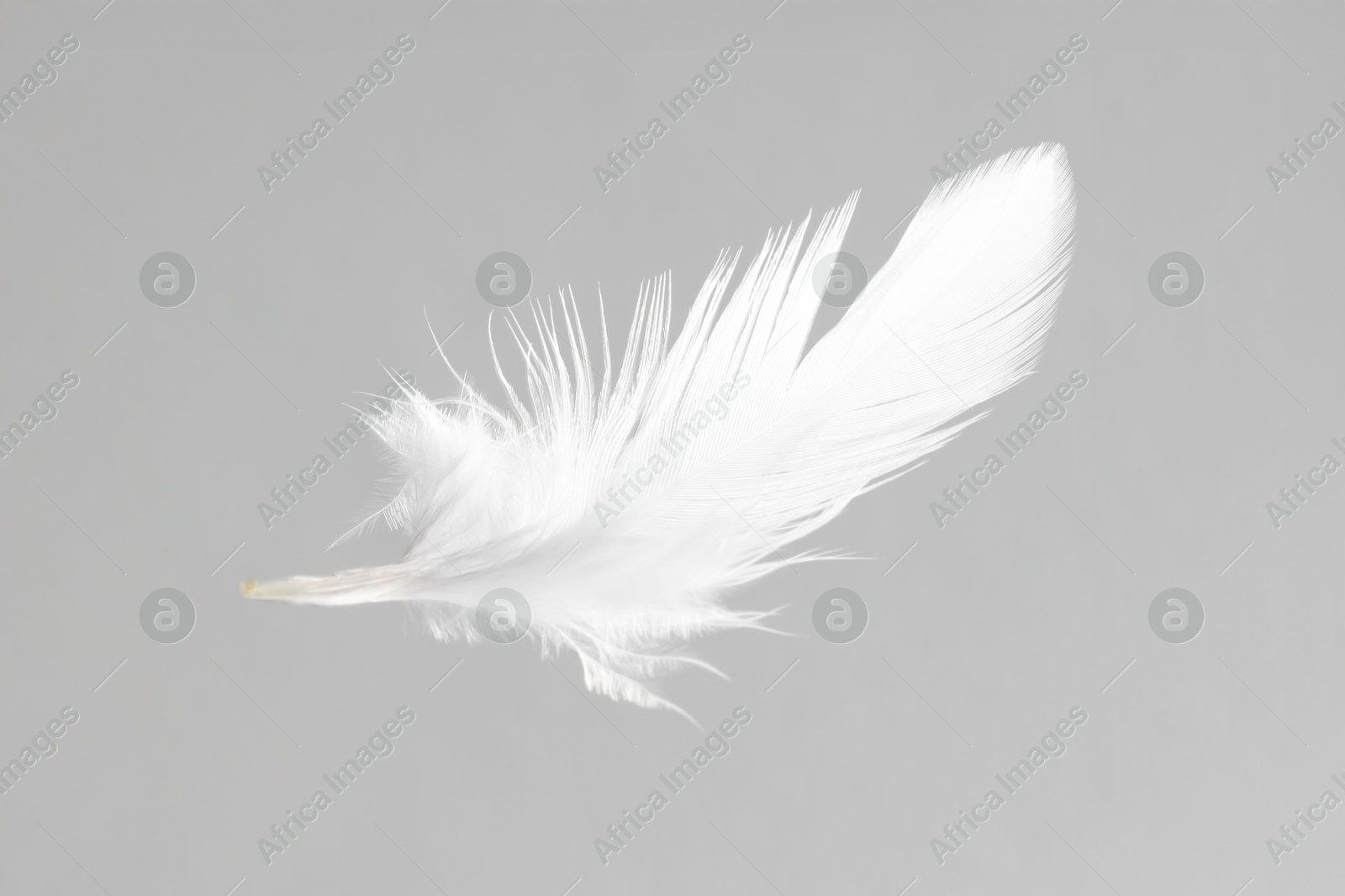 Photo of One white feather on light grey background