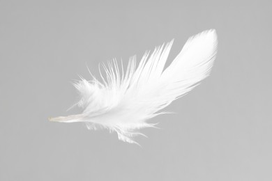 Photo of One white feather on light grey background