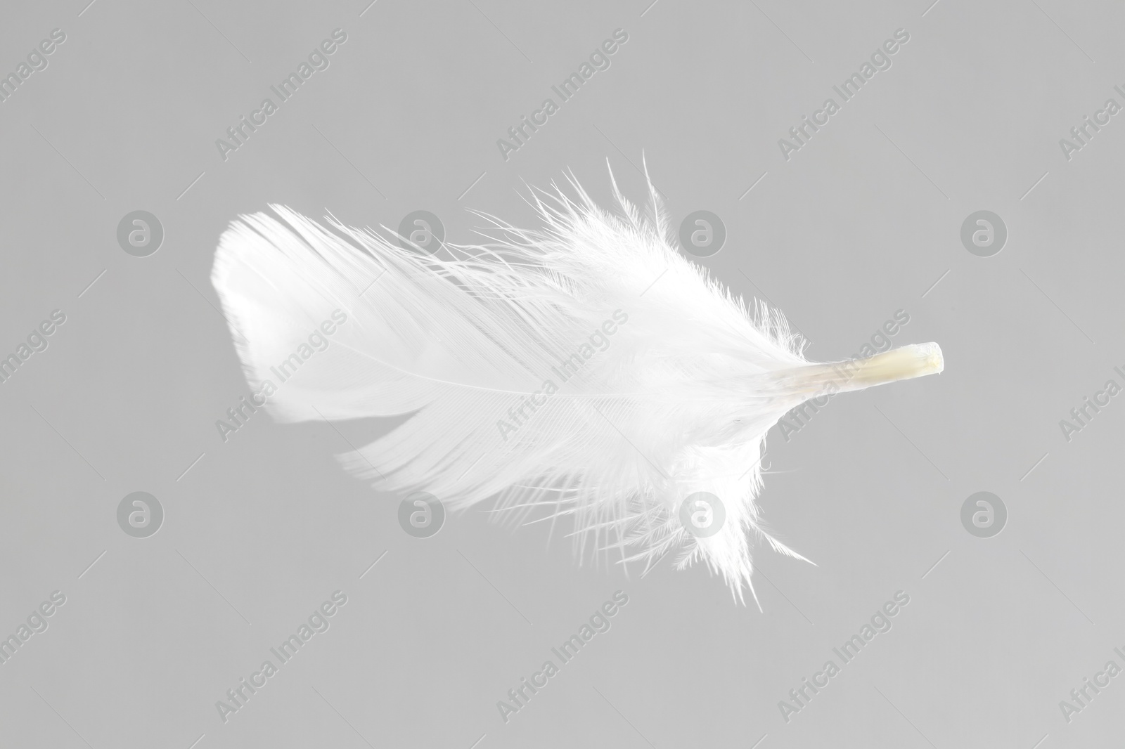 Photo of One white feather on light grey background