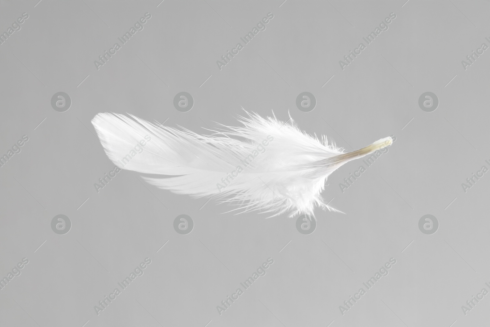 Photo of One white feather on light grey background