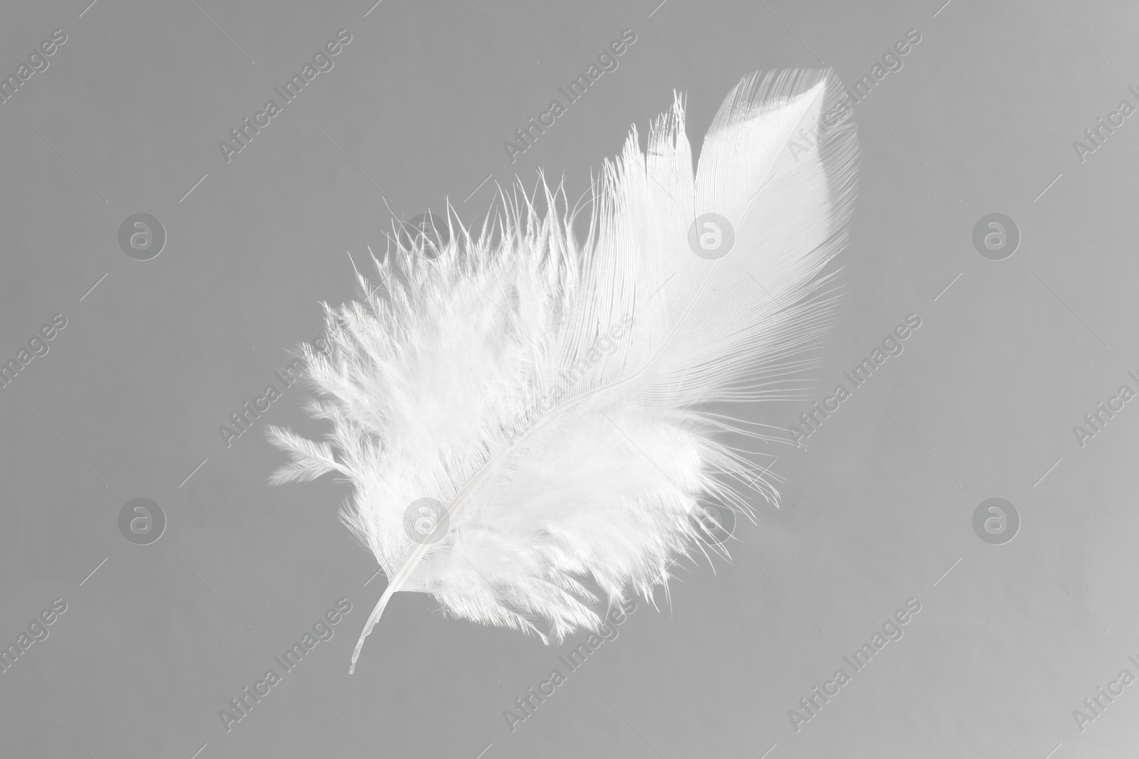 Photo of One white feather on light grey background