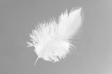 Photo of One white feather on light grey background