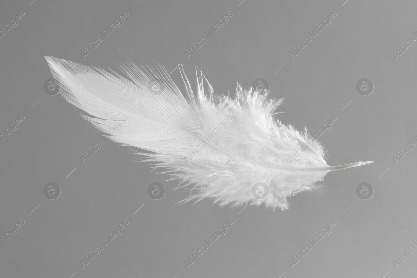 Photo of One white feather on light grey background