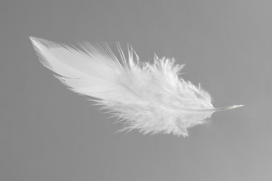 Photo of One white feather on light grey background