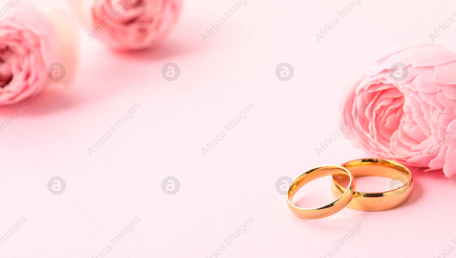 Photo of Golden wedding rings and flowers on pink background, closeup. Space for text