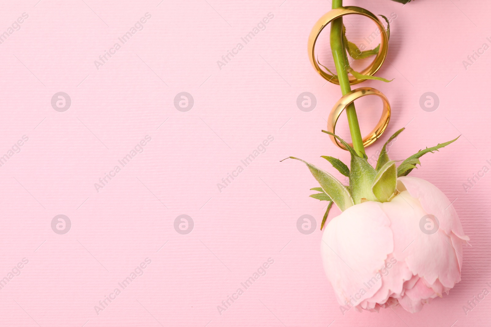 Photo of Golden wedding rings and flower on pink background, top view. Space for text