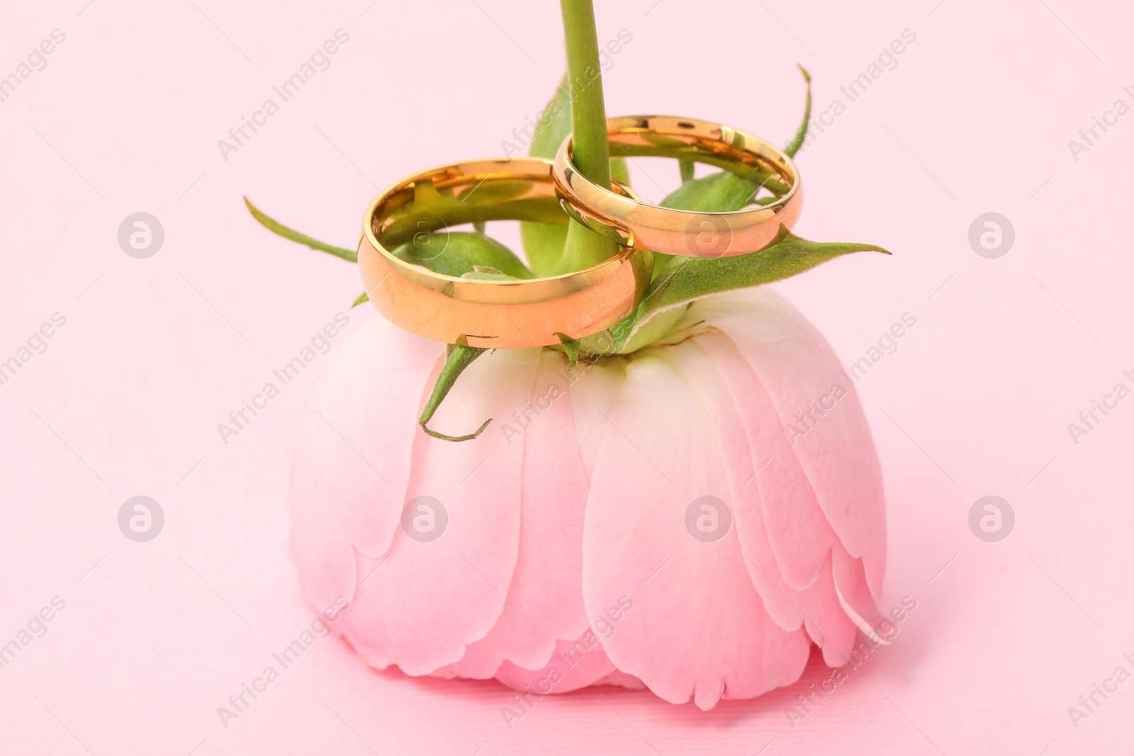 Photo of Golden wedding rings and flower on pink background, closeup