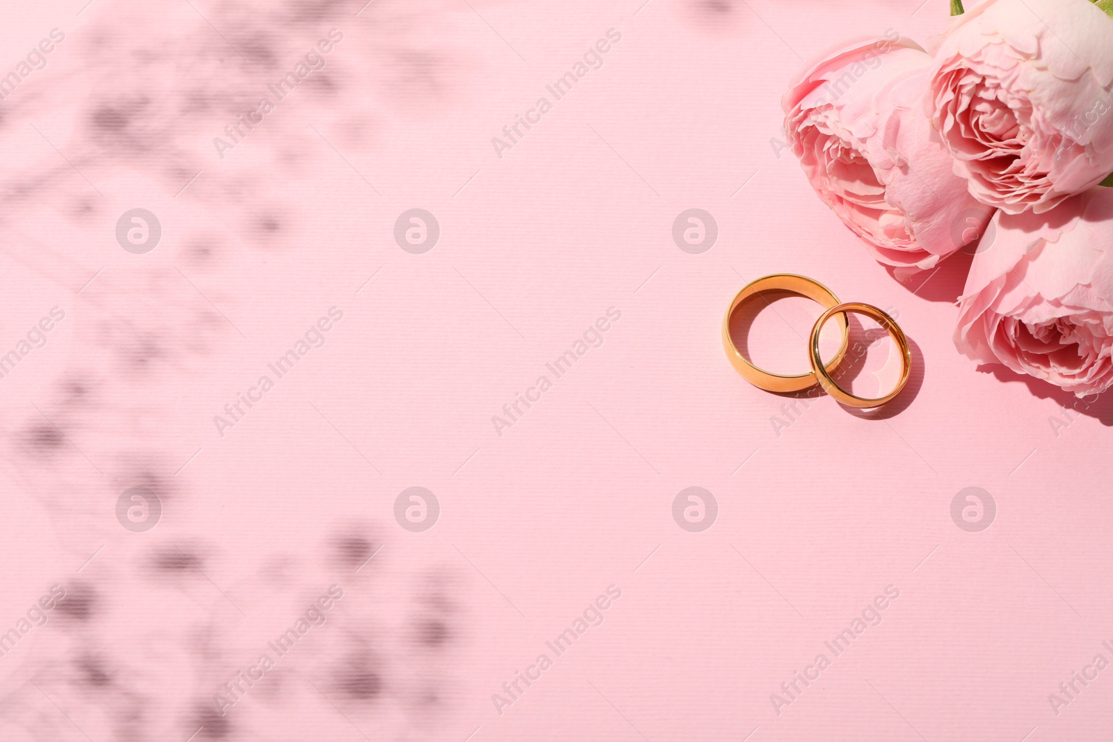 Photo of Golden wedding rings and flowers on pink background, space for text