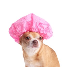 Photo of Cute funny dog in pink shower cap on white background