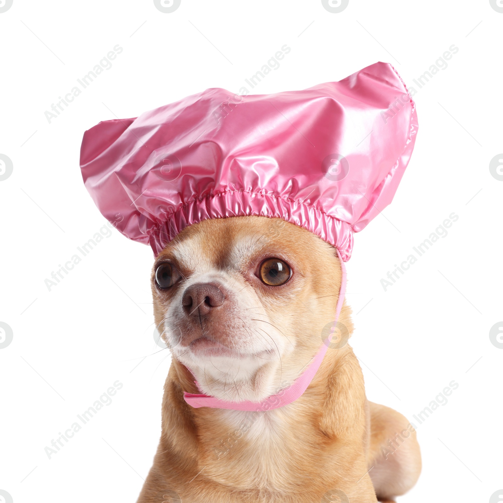 Photo of Cute funny dog in pink shower cap on white background