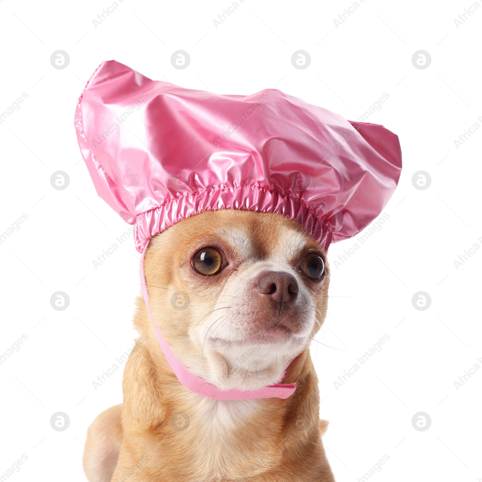 Photo of Cute funny dog in pink shower cap on white background