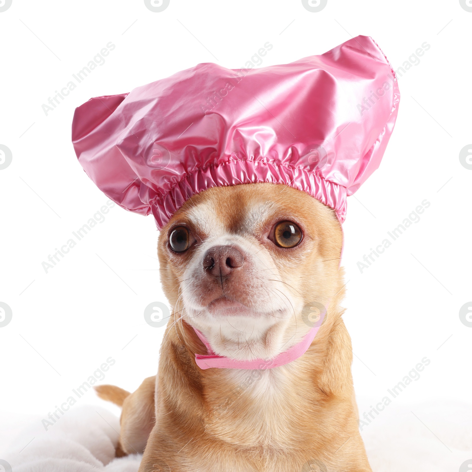 Photo of Cute funny dog in pink shower cap on white background