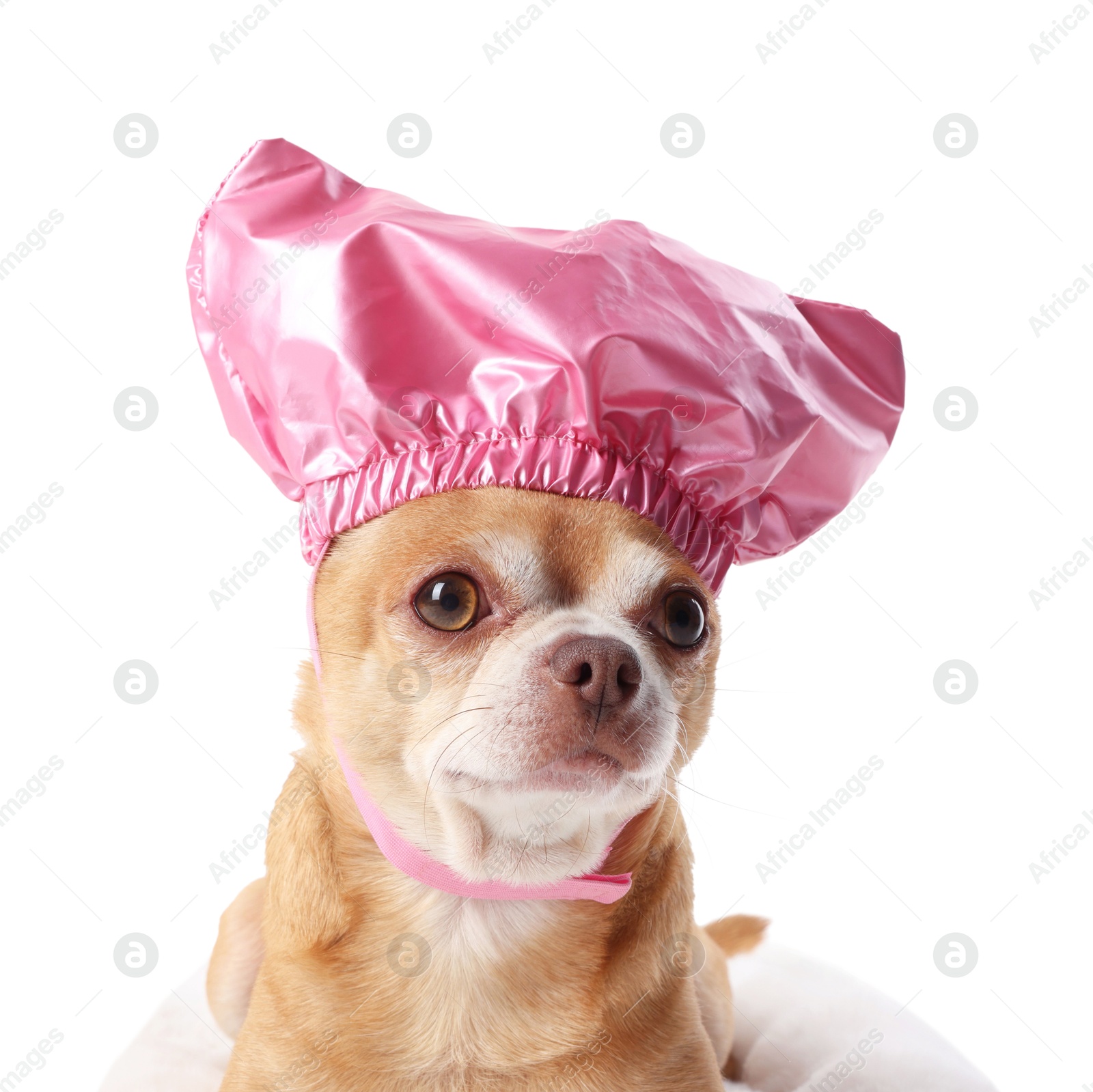 Photo of Cute funny dog in pink shower cap on white background