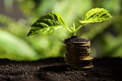 Photo of Money growth concept. Stack of coins and sprout in soil against blurred background, closeup