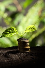 Photo of Money growth concept. Stack of coins and sprout in soil against blurred background, closeup. Space for text