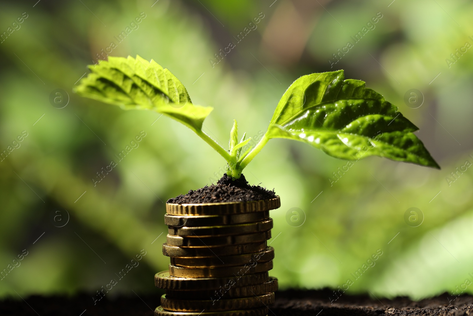 Photo of Money growth concept. Stack of coins and sprout in soil against blurred background, closeup