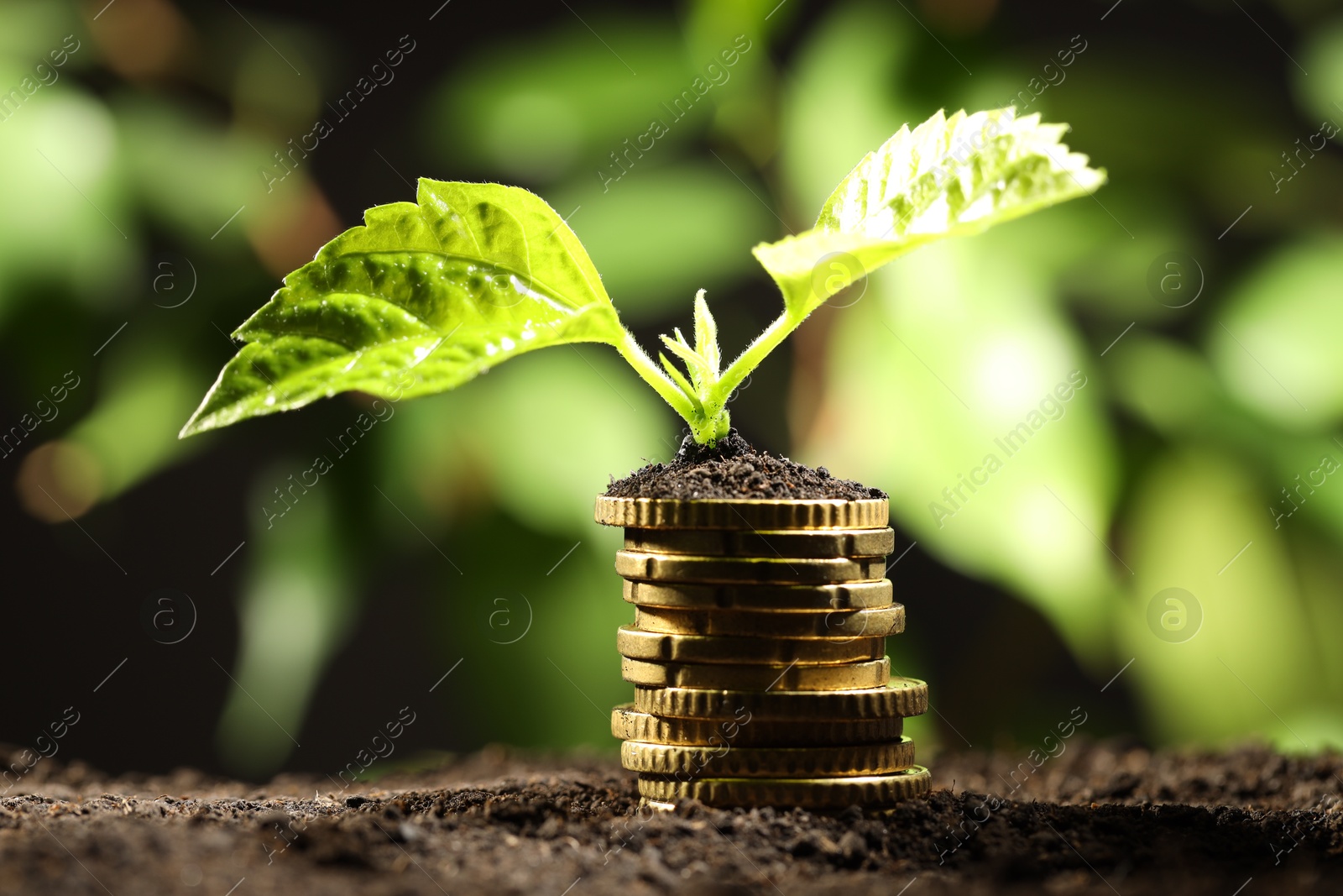 Photo of Money growth concept. Stack of coins and sprout in soil against blurred background, closeup