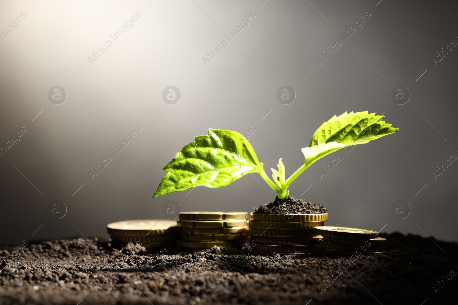 Photo of Money growth concept. Coins and sprout in soil against light grey background, closeup. Space for text