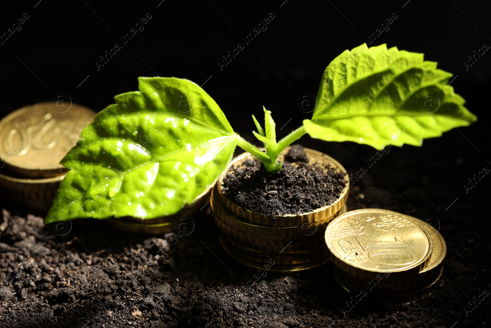 Photo of Money growth concept. Coins and sprout in soil against black background, closeup