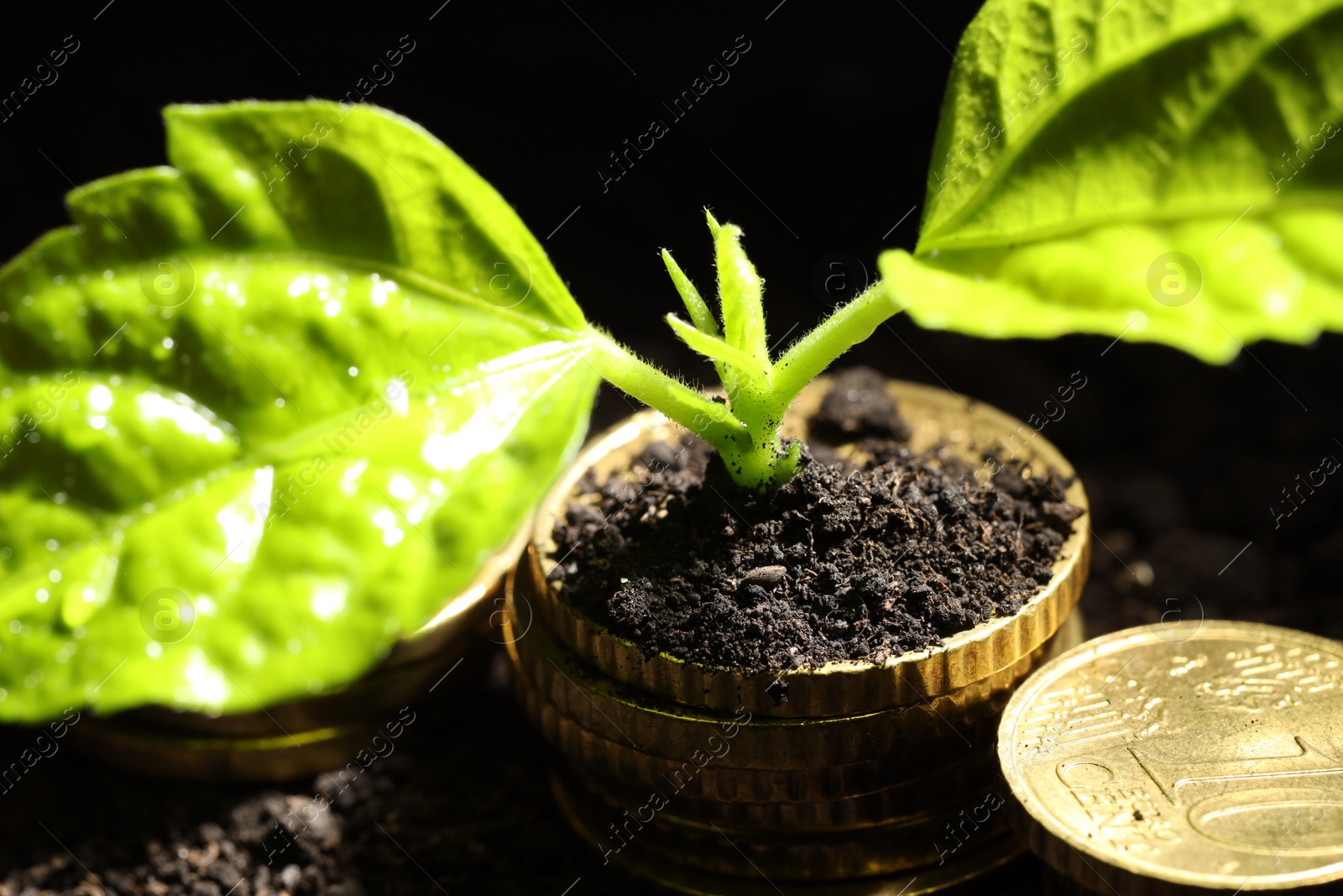 Photo of Money growth concept. Coins and sprout in soil against black background, closeup