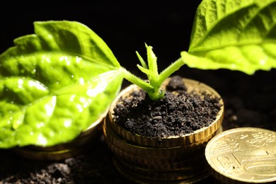 Photo of Money growth concept. Coins and sprout in soil against black background, closeup