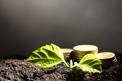 Photo of Money growth concept. Coins and sprout in soil against light grey background, closeup. Space for text