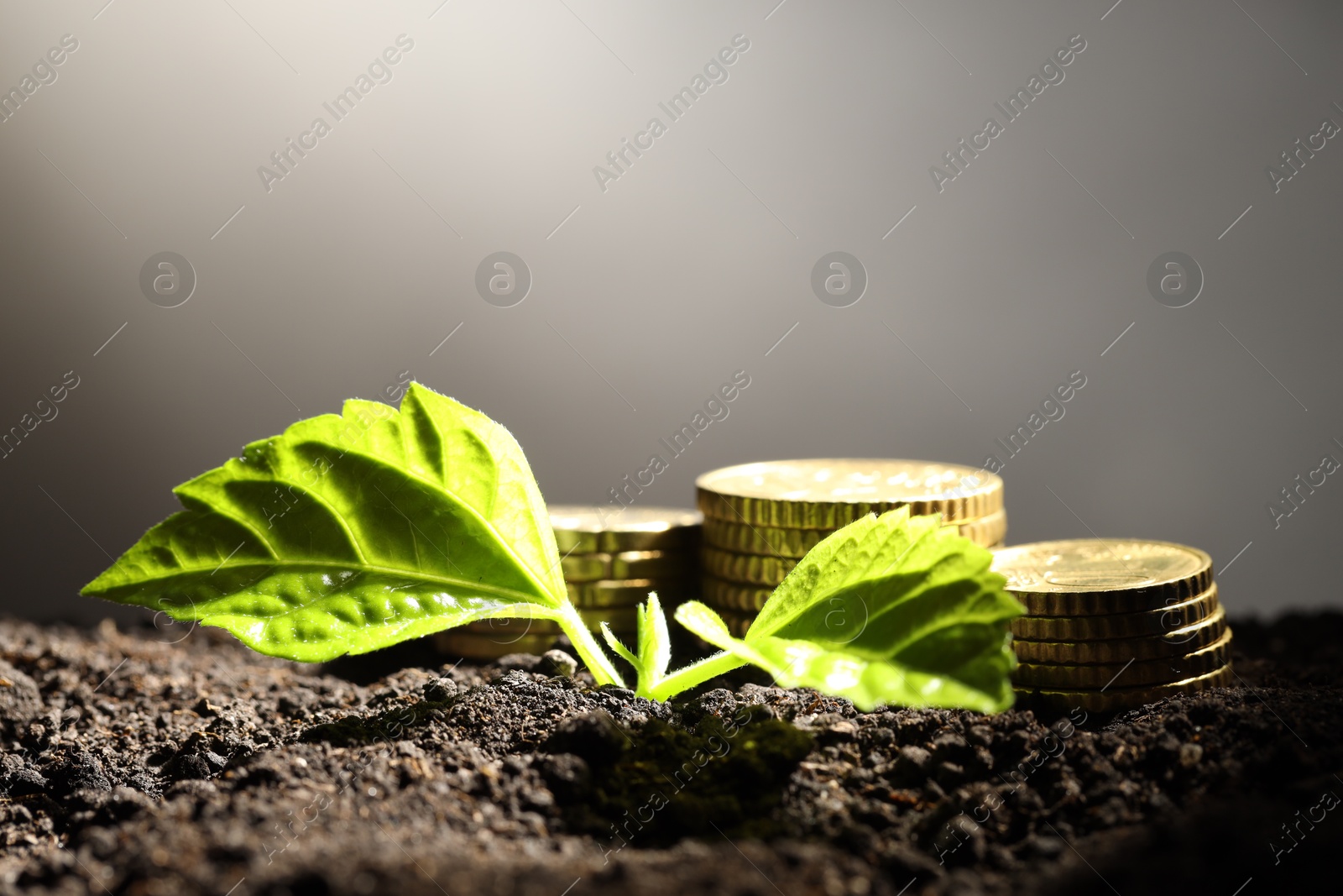 Photo of Money growth concept. Coins and sprout in soil against light grey background, closeup. Space for text