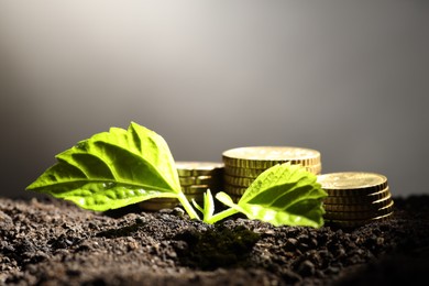 Photo of Money growth concept. Coins and sprout in soil against light grey background, closeup. Space for text