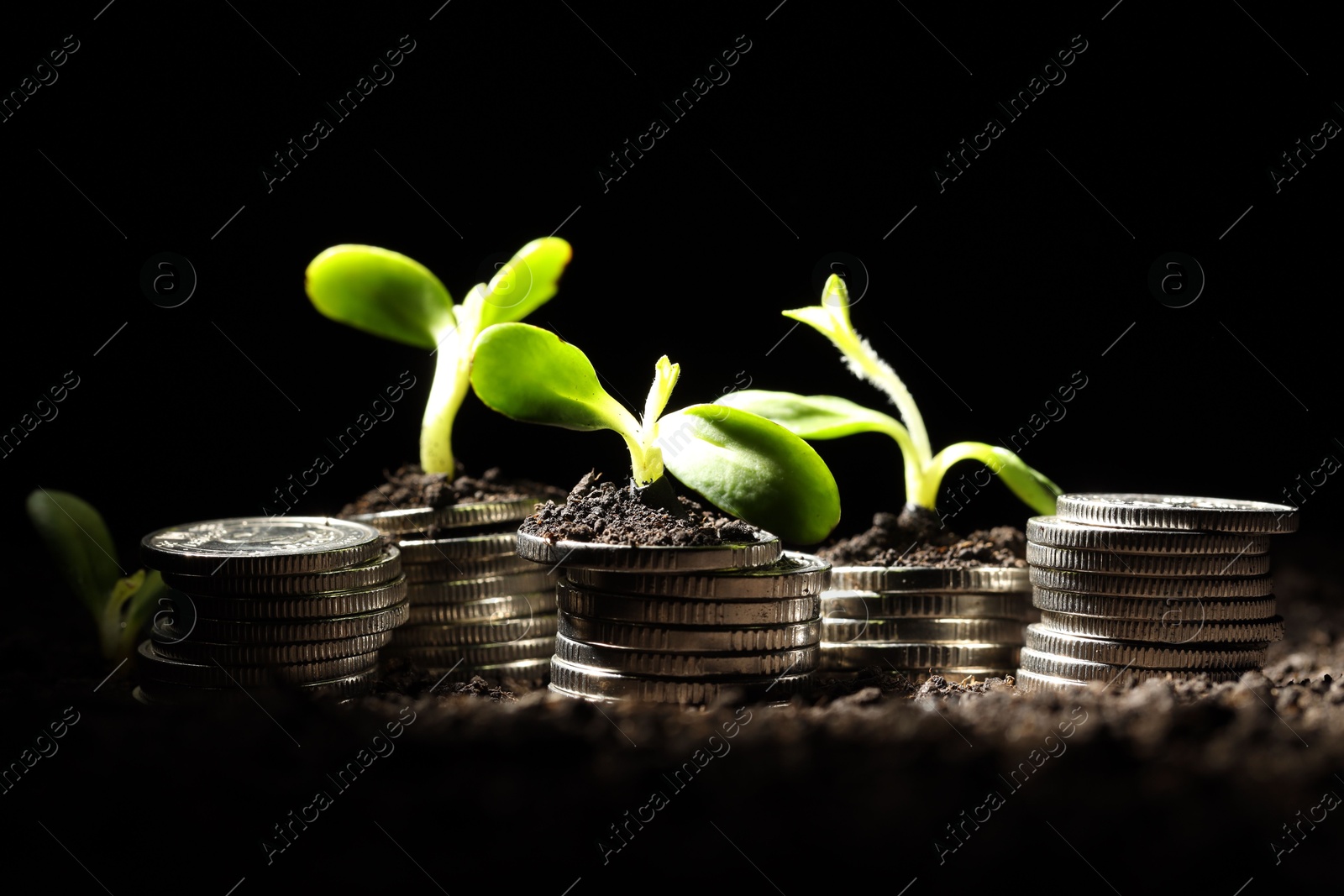 Photo of Money growth concept. Coins and sprouts in soil against black background, closeup