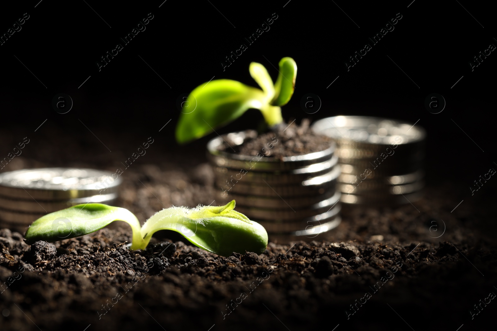 Photo of Money growth concept. Coins and sprouts in soil against black background, closeup