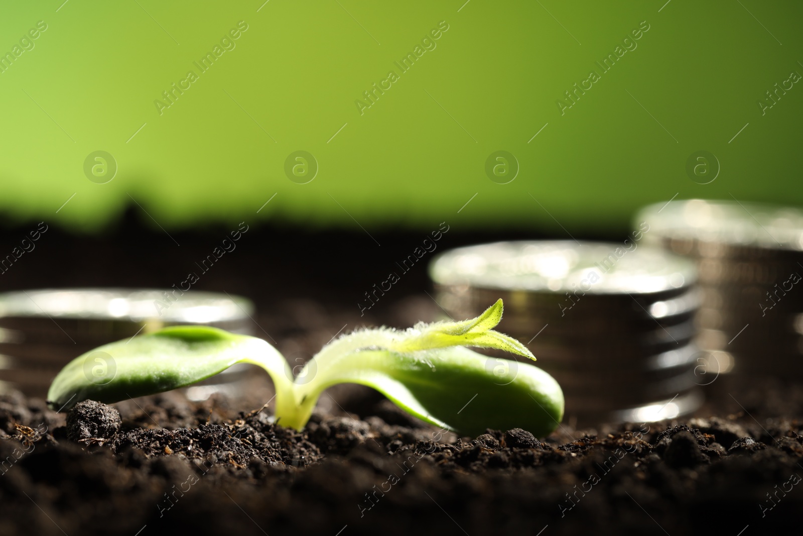 Photo of Money growth concept. Coins with young sprout in soil on green background, closeup. Space for text