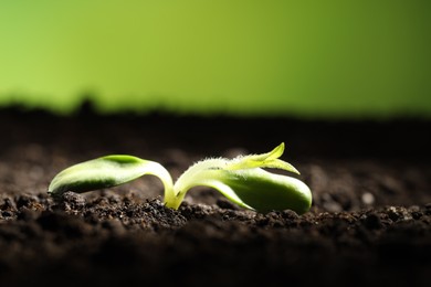 Photo of Young sprout with green leaves growing in soil, closeup. Space for text