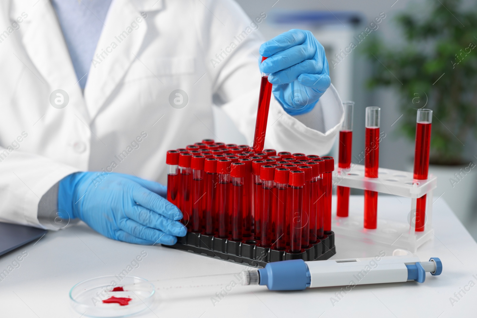 Photo of Laboratory testing. Doctor taking test tube with blood sample at table indoors, closeup