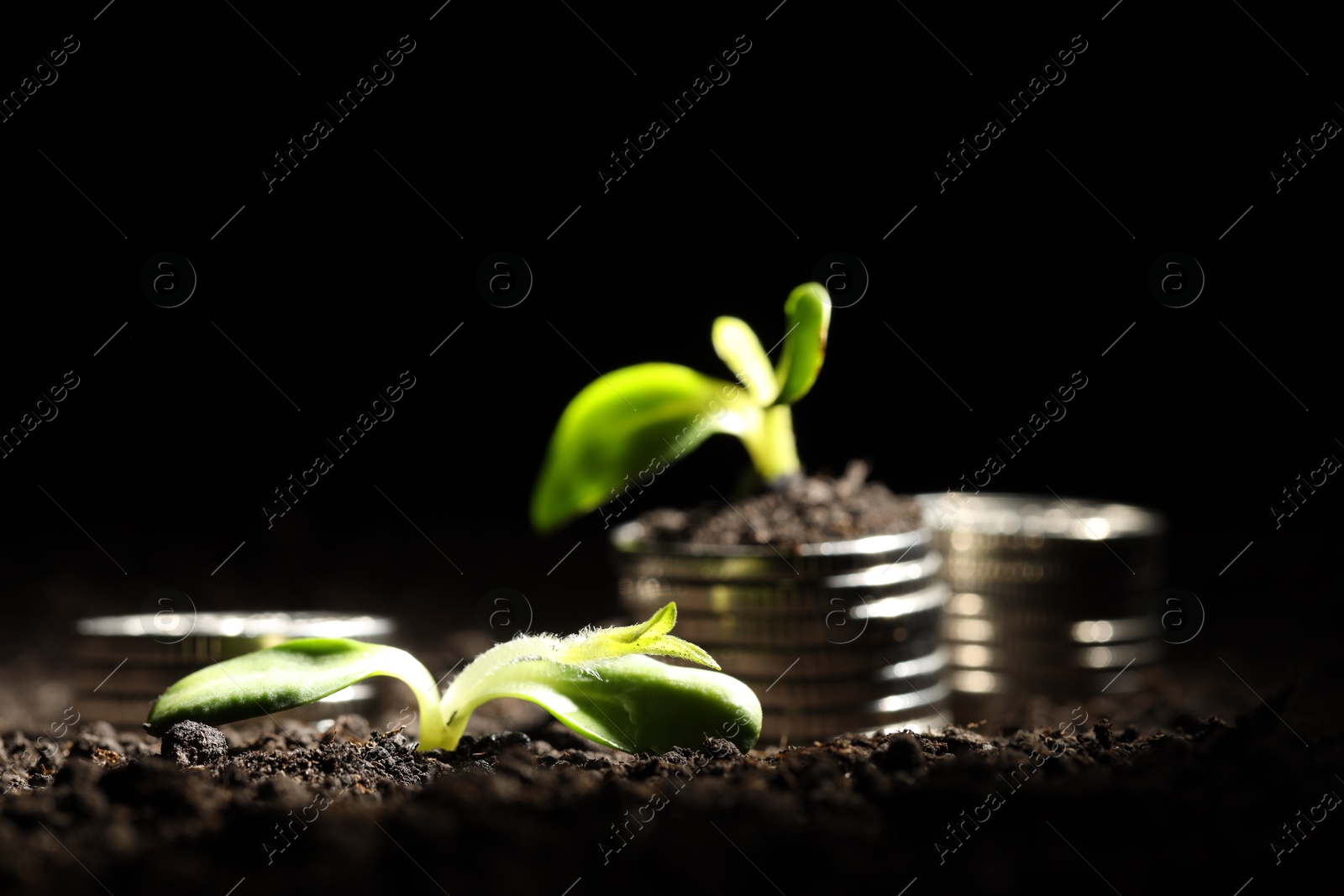 Photo of Money growth concept. Coins and sprouts in soil against black background, closeup. Space for text