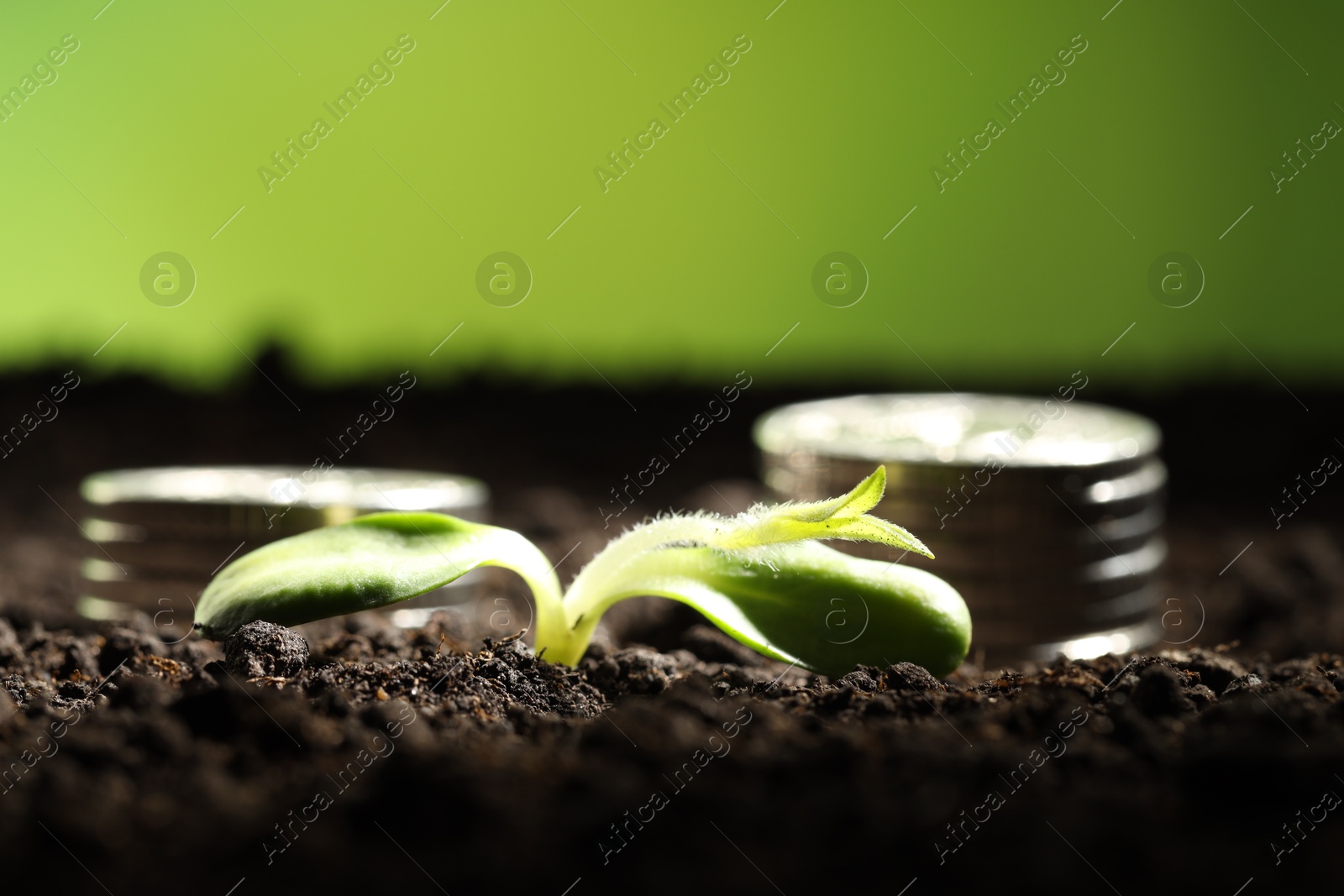 Photo of Money growth concept. Coins with young sprout in soil on green background, closeup. Space for text