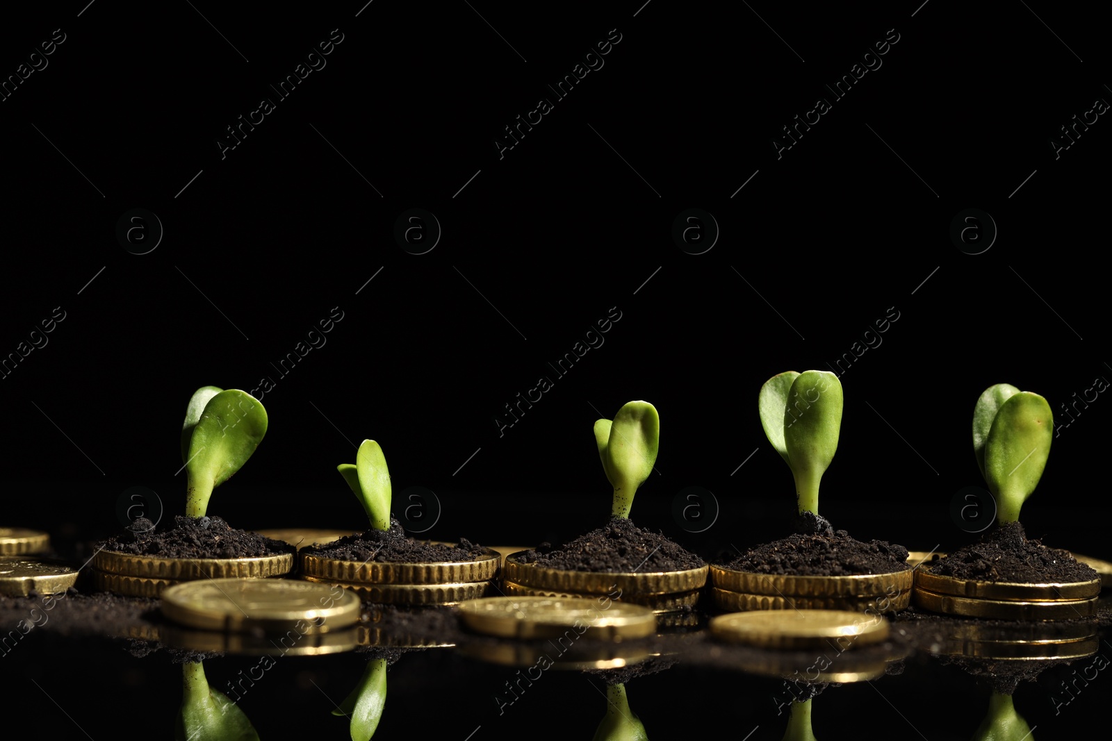 Photo of Money growth concept. Coins, sprouts and soil on black mirror surface, closeup. Space for text