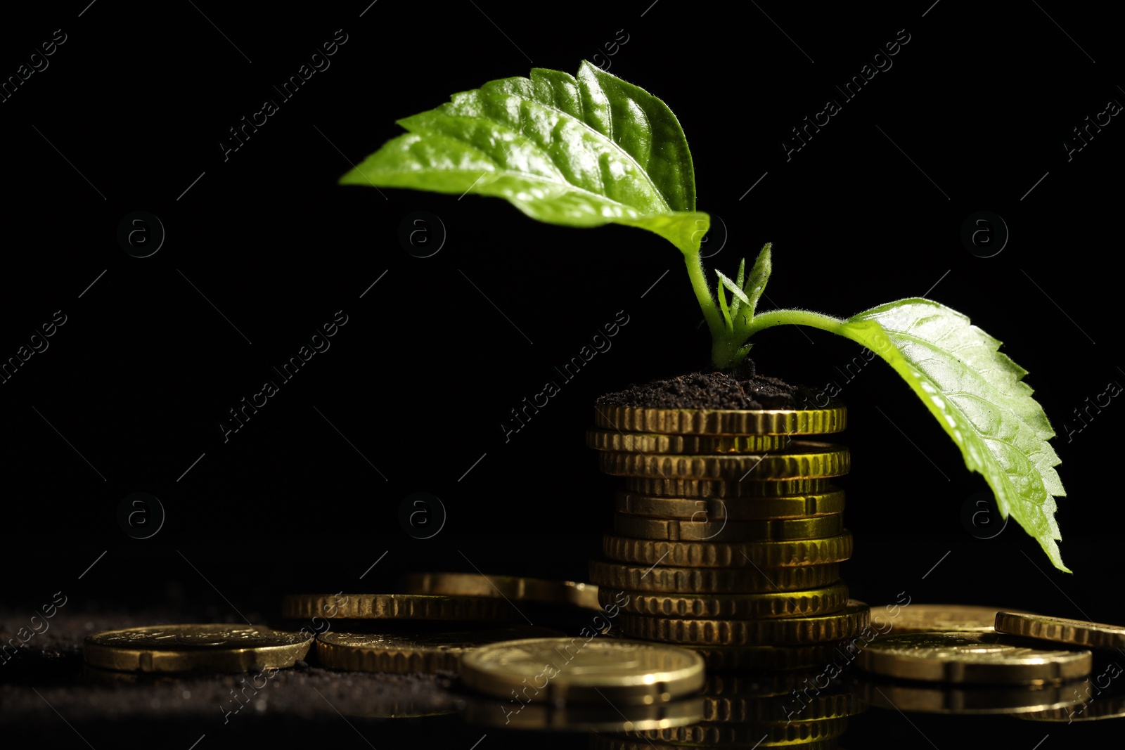 Photo of Money growth concept. Coins, sprout and soil on black mirror surface, closeup. Space for text