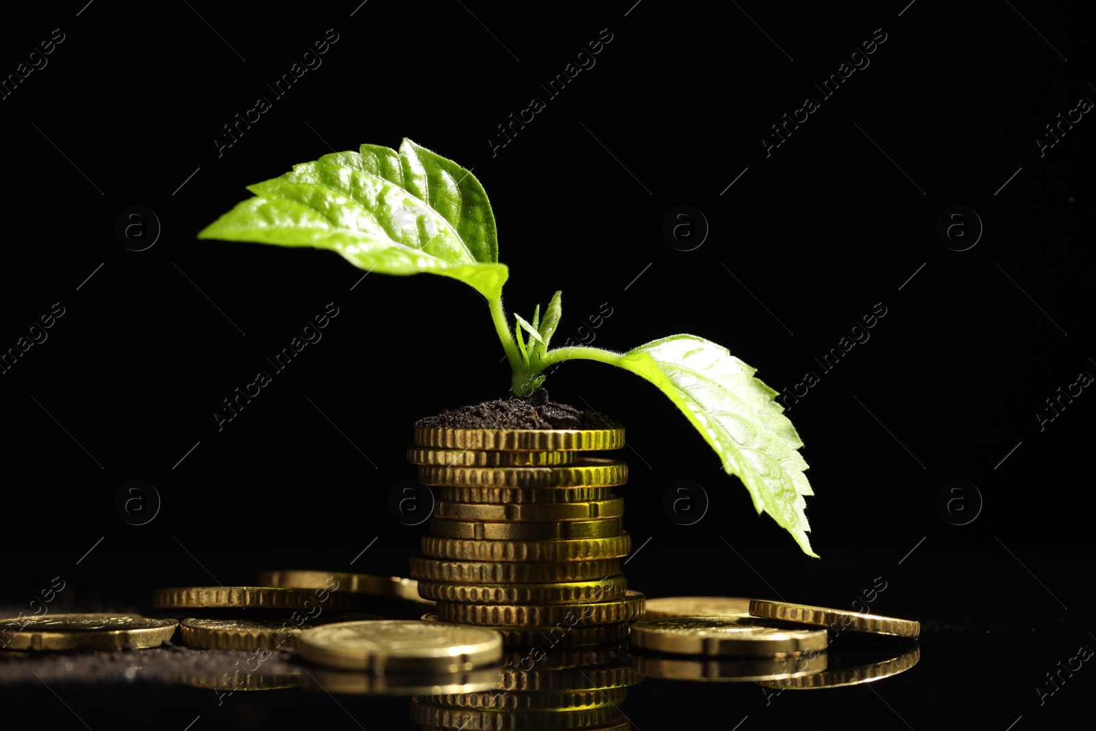 Photo of Money growth concept. Coins, sprout and soil on black mirror surface, closeup